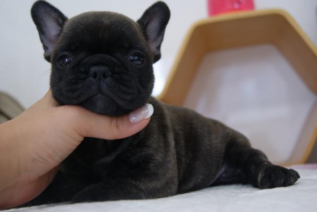 フレンチブルドッグ