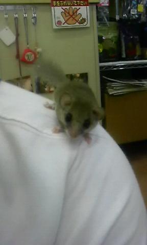 アフリカヤマネ