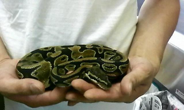 ッボールパイソン