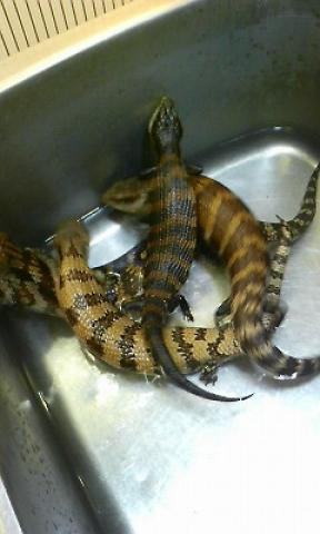 アオジタトカゲ