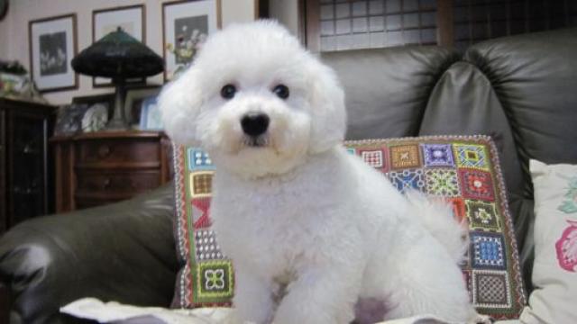 ビションフリーゼ