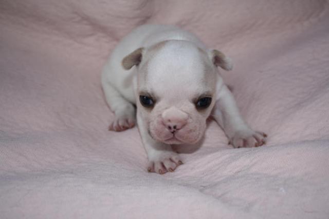 フレンチブルドッグ