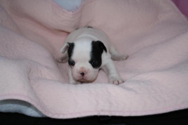 フレンチブルドッグ