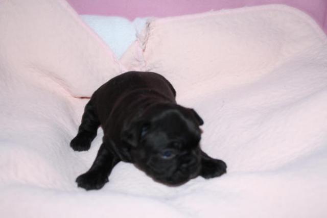 フレンチブルドッグ