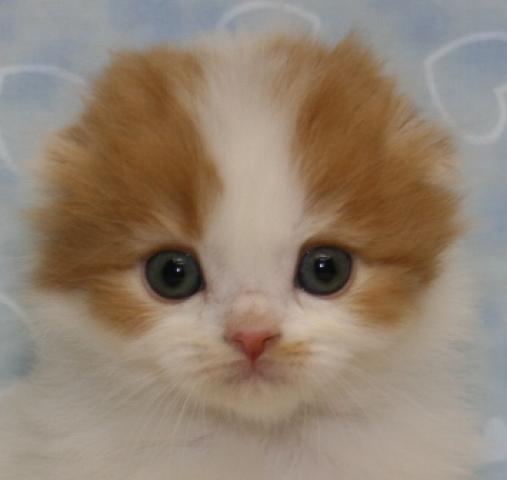 スコティッシュフォールド