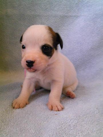 ジャックラッセルテリア