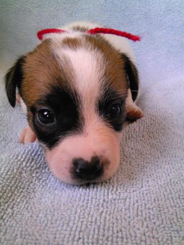 ジャックラッセルテリア