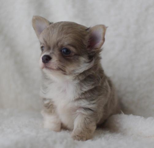 チワワ（ロングコート）