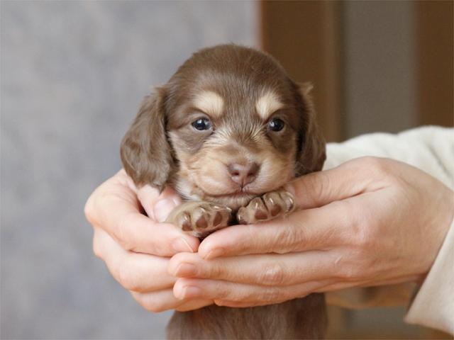 ミニチュアダックスフンド