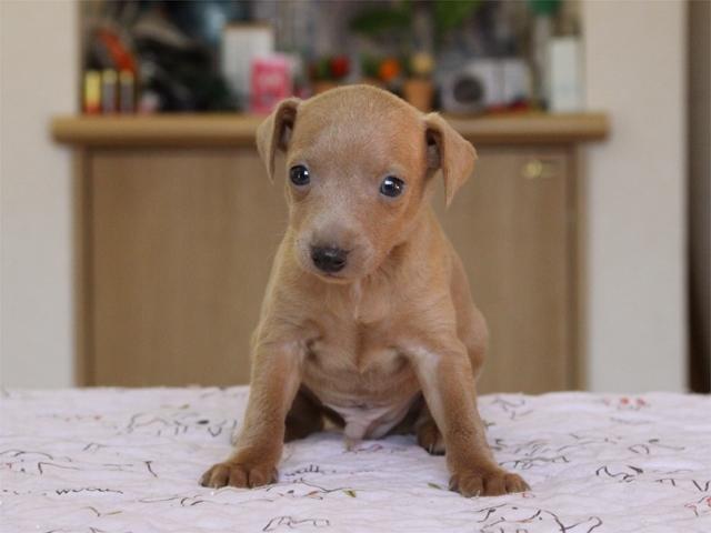 ミニチュアピンシャー