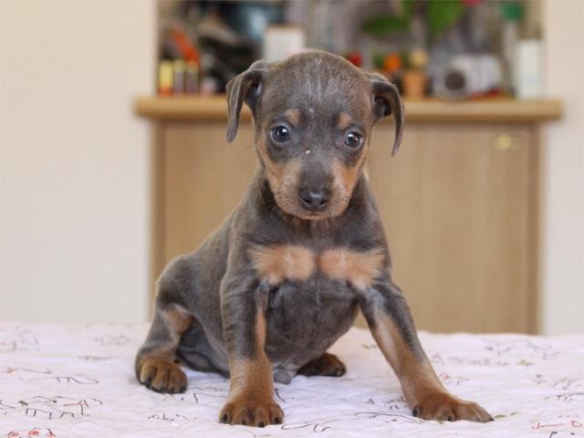 ミニチュアピンシャー