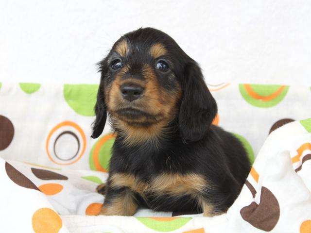 ミニチュアダックスフンド