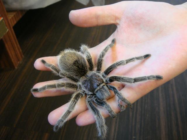 チリアンコモンタランチュラ