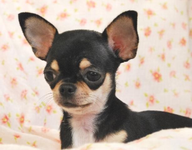 チワワ（スムースコート）