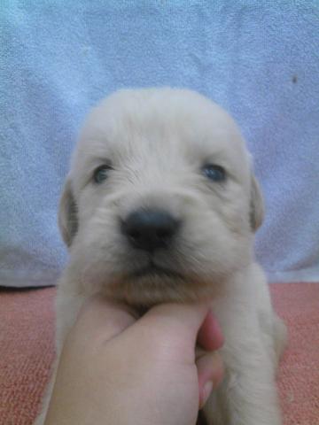 ゴールデンレトリーバー