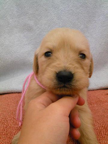 ゴールデンレトリーバー