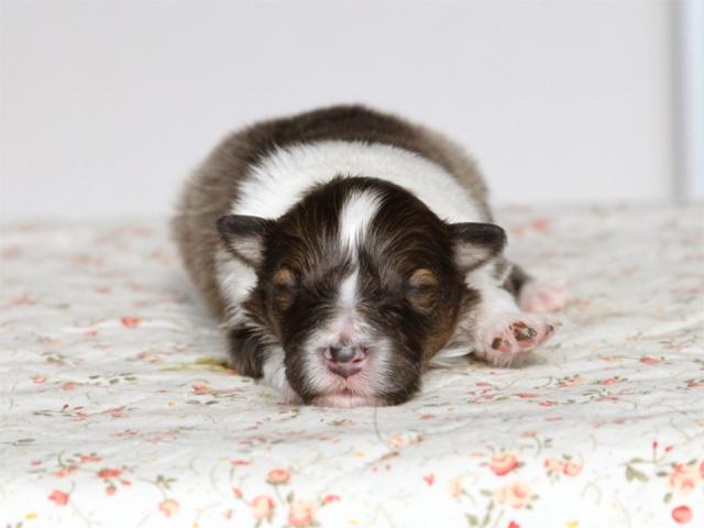 シェットランドシープドッグ