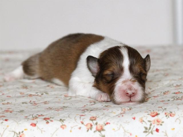 シェットランドシープドッグ