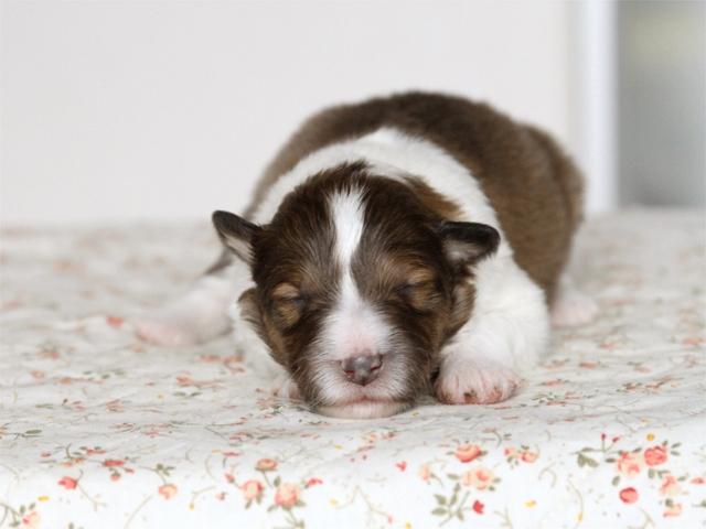 シェットランドシープドッグ