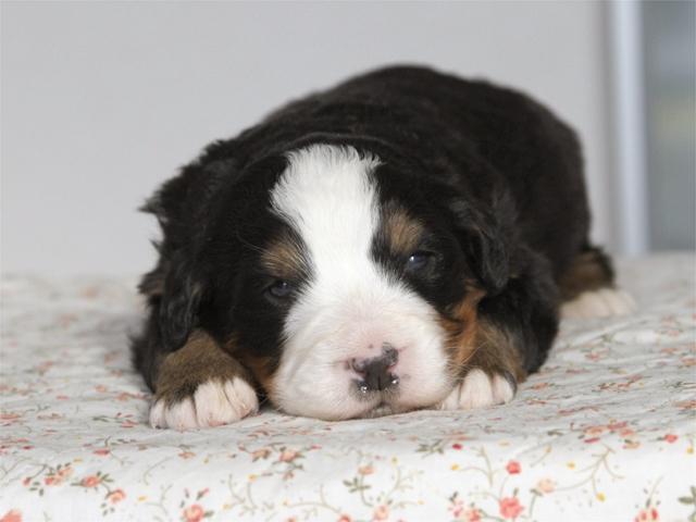 バーニーズマウンテンドッグ