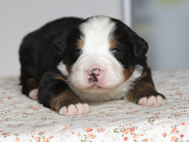 バーニーズマウンテンドッグ