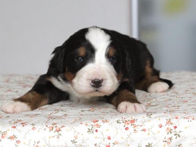 バーニーズマウンテンドッグ