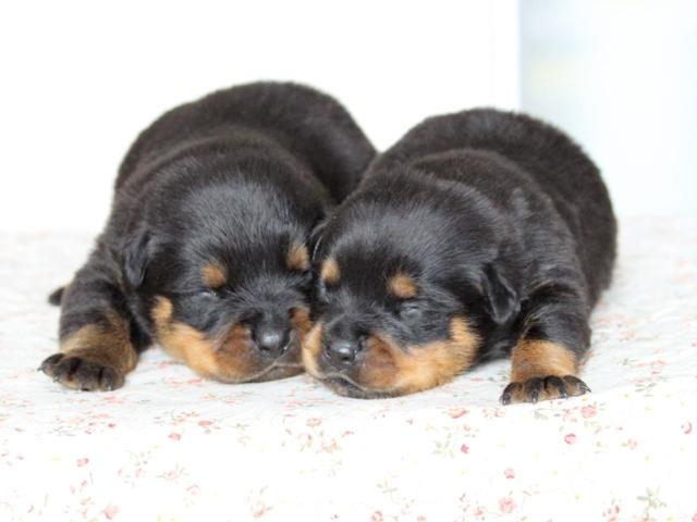 ロットワイラー