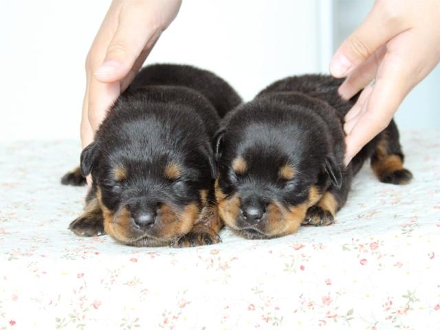 ロットワイラー