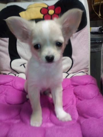 チワワ(ロングコート)