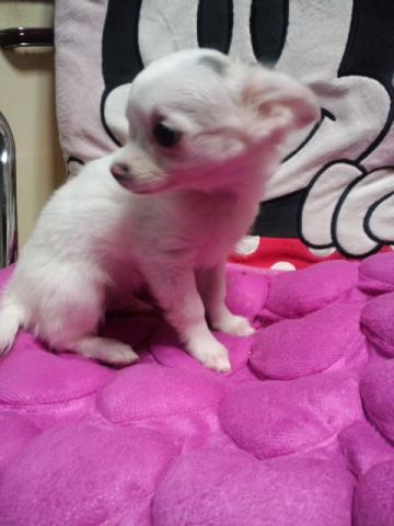 チワワ(ロングコート)