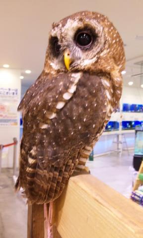 アフリカヒナフクロウ