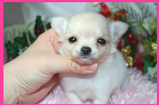 チワワ(ロングコート)