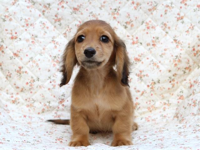 ミニチュアダックスフンドシェーデッドレッド