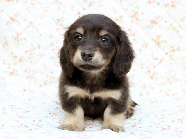 ミニチュアダックスフンド