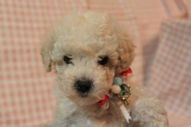 トイプードル