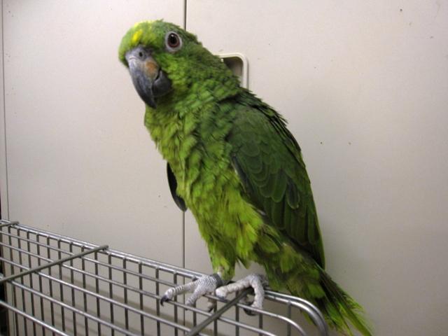 キビタイボウシインコ