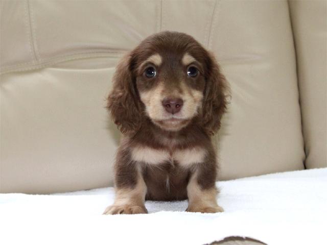 ミニチュアダックスフンド