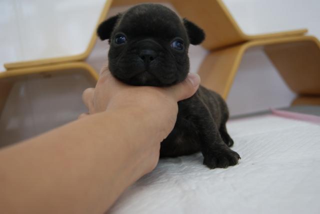 フレンチブルドッグ