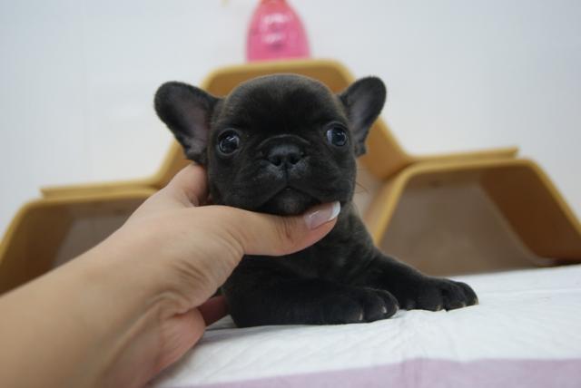 フレンチブルドッグ