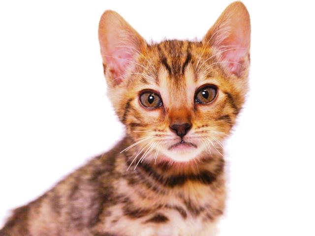 ベンガル ブラウン・スポット☆