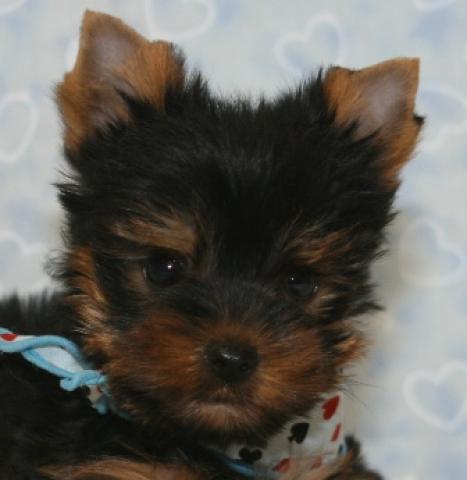 ヨークシャーテリア