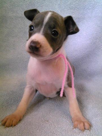 イタリアングレーハウンド