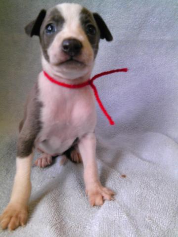 イタリアングレーハウンド