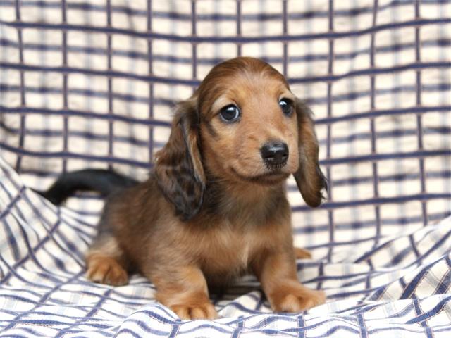 ミニチュアダックスフンド