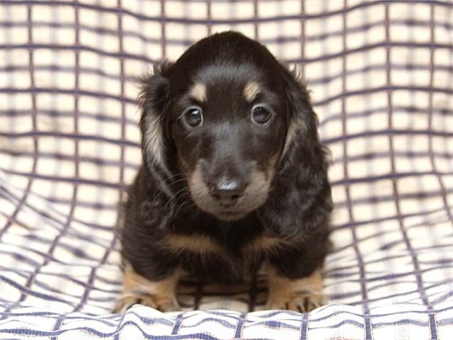 ミニチュアダックスフンド