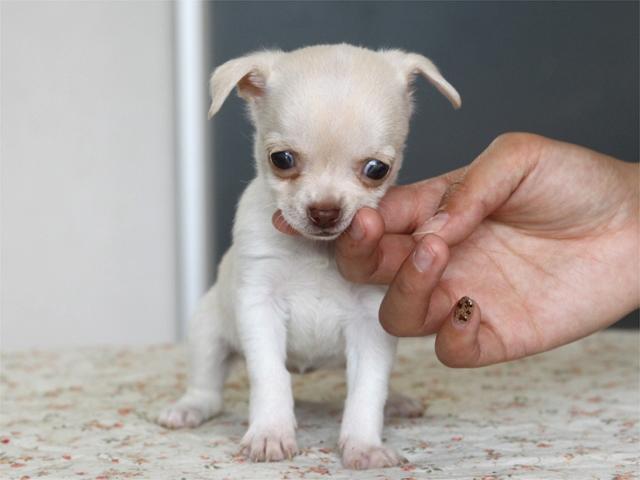 チワワ(スムースコート)