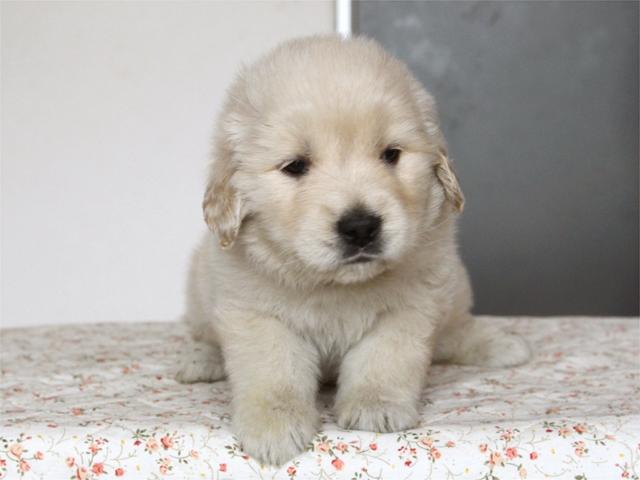 ゴールデンレトリーバー