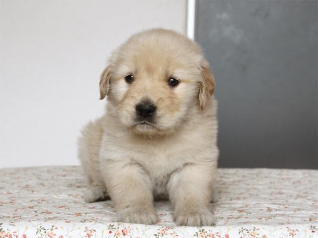 ゴールデンレトリーバー