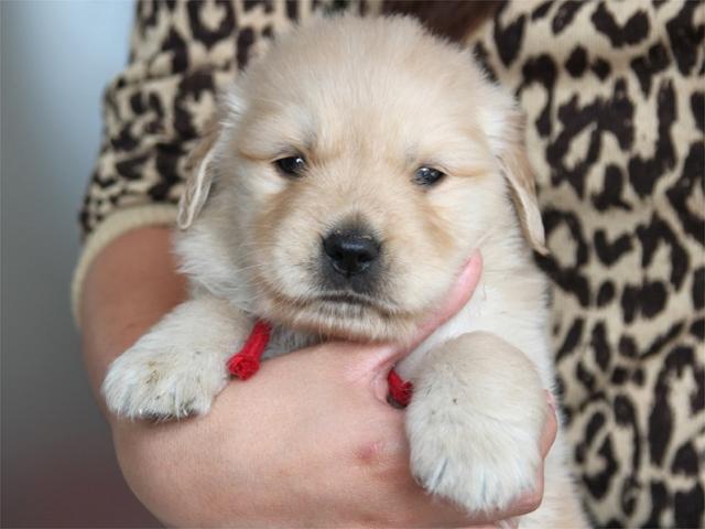 ゴールデンレトリーバー