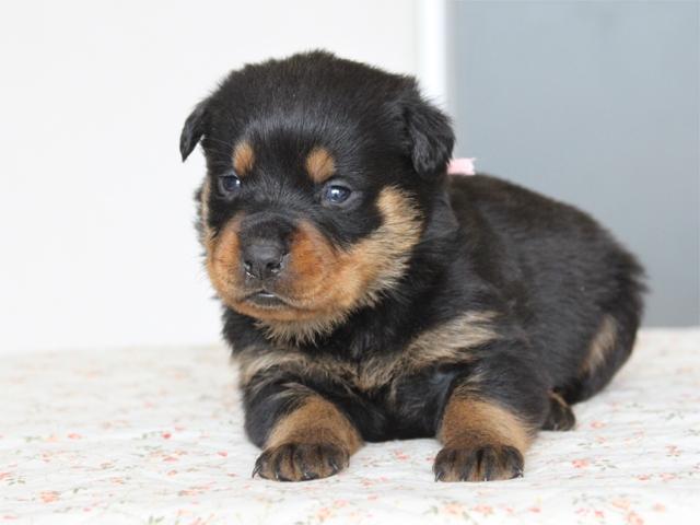 ロットワイラー